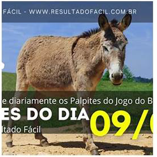 Palpites Do Dia Jogo Do Bicho