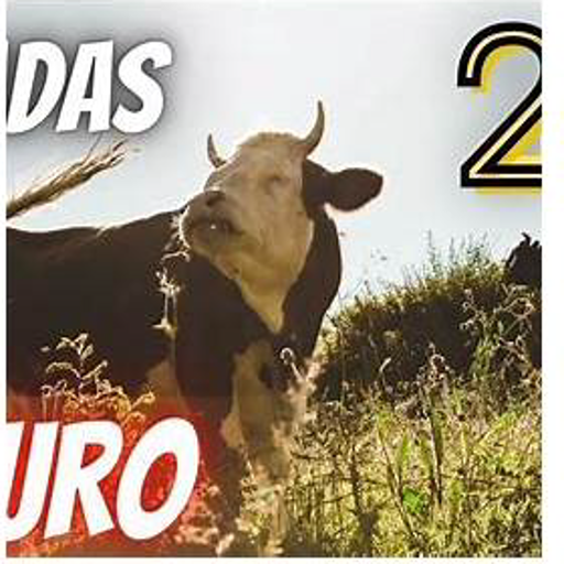 Puxada do Touro Jogo do Bicho